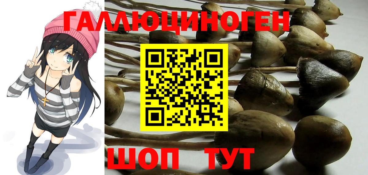 Галлюциногенные грибы Psilocybe Приморско-Ахтарск